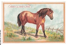 CAR-ADOP11-0893-CHROMOS - shetland pony