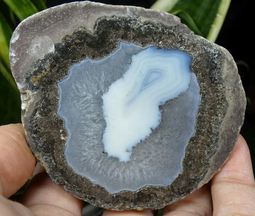 Agate coconut las - coconut,