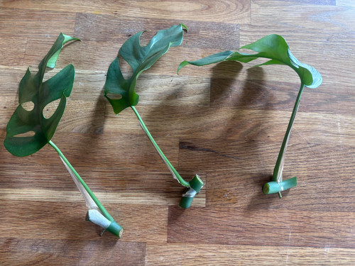 Monstera minima rhaphidophora - monstera,