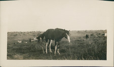 Horses in an African Prairie Vintage Silver PrintPhotograph Belongs