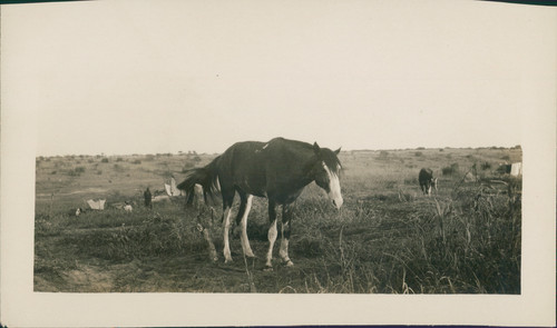 Chevaux dans une prairie