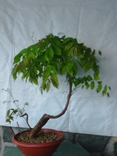 Bonsaï glycine 60 x 8 cm en