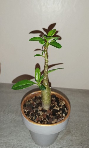 Pachypodium decaryi pot - decaryi,