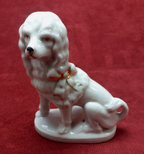 Chien caniche cavalier king