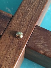 Couronne / Crown Watch Montre