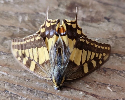 Spécimen papillon machaon - spécimen,