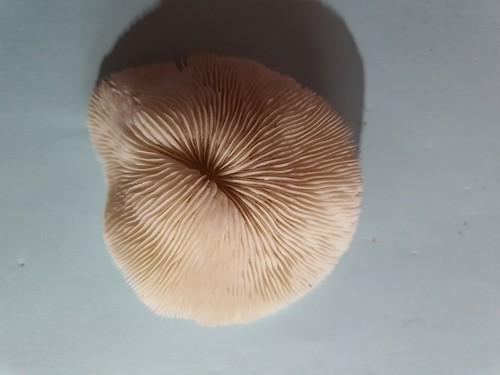 Fossile corail blanc - corail,