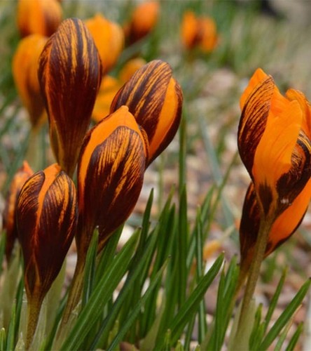 Bulbes crocus printemps - bulbes,