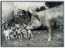 Verlinkthun, the sow of Mr. Eugène Wibal Vintage silver print Silver print