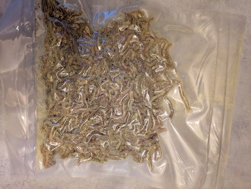100 grs chaton noisetier - de,