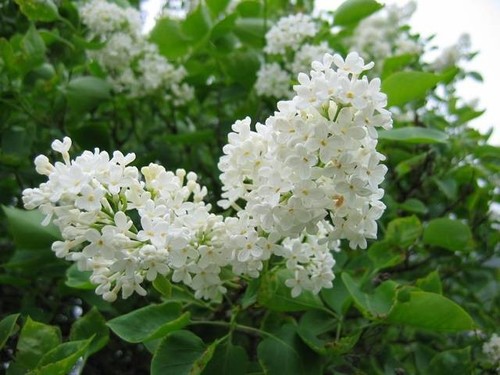 Boutures lilas blanc - boutures,