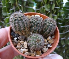 PYGMAEOCEREUS AKERSII cactus copiapoa kakteen tephrocactus  eriosyce cacti