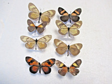 Entomologie Nymphalidae