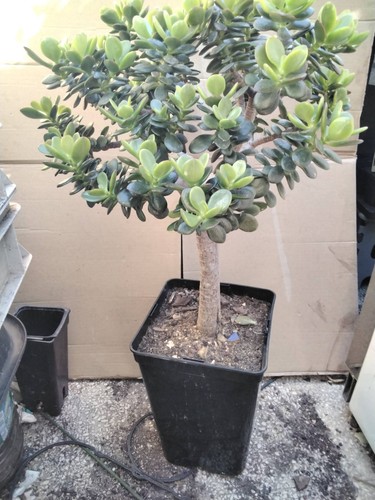 Crassula ovata minor