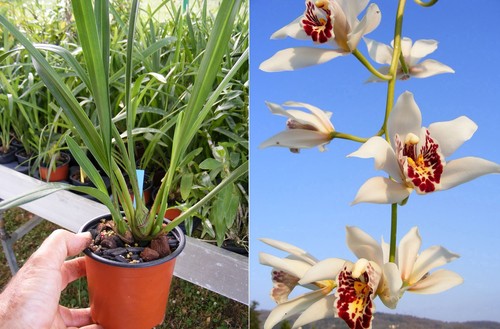 Cymbidium parishii orchidée - cymbidium,