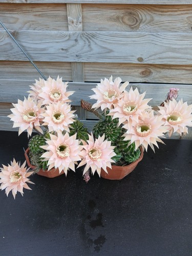 Echinopsis hybride princess - hybride,