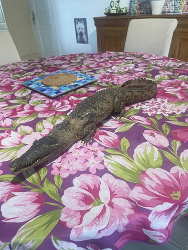 Crocodile naturel taxidermie - naturel,