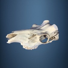 448SKU Crane de cerf, bois de