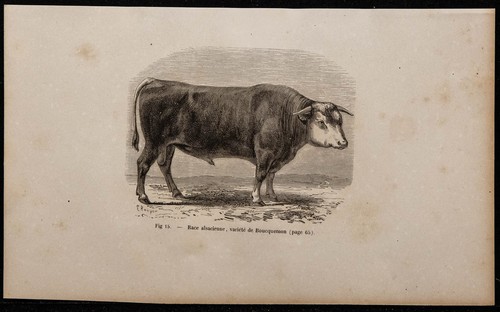 1860 boeuf de - 1860,