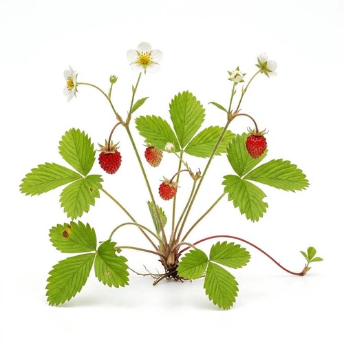 Graines fraise des bois - graines,