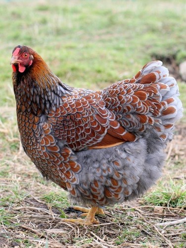 Farm fresh hatching eggs - 6,