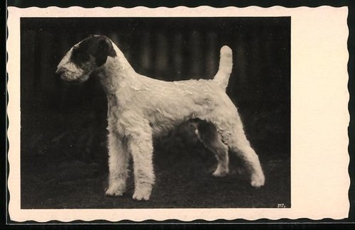Beau fox terrier côté - vu, de