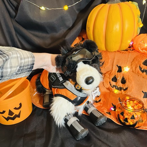 New chase border collie - chase,