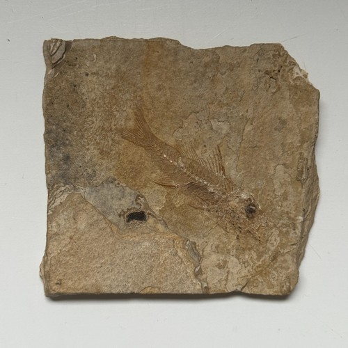 Poisson fossile relief sur - fossile, en