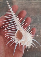 curiosity, shell: Murex Triremis "Comb of Venus"