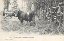 Old postcard GARD.TANCREDE DE LA MANADE DE L'AUDIENCE 76567