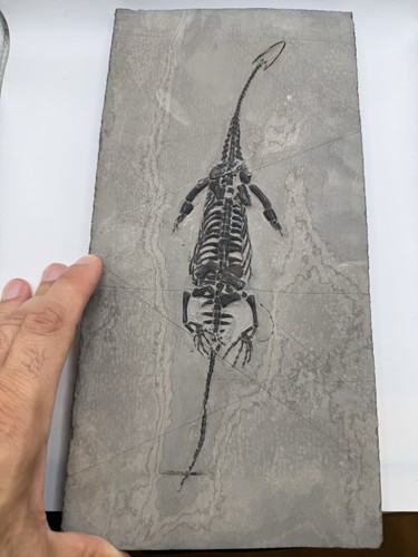 Reptile marin fossile - reptile, marin-🦎fossile