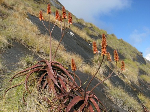 Graines aloe cameronii - 20,