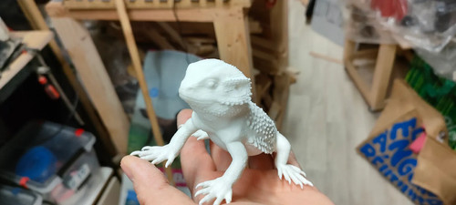 Pogona - , barbu)
