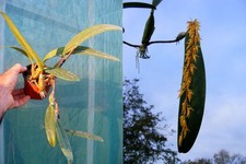 Bulbophyllum rufinum