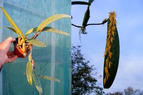 Bulbophyllum rufinum