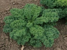 80 graines de chou kale, non