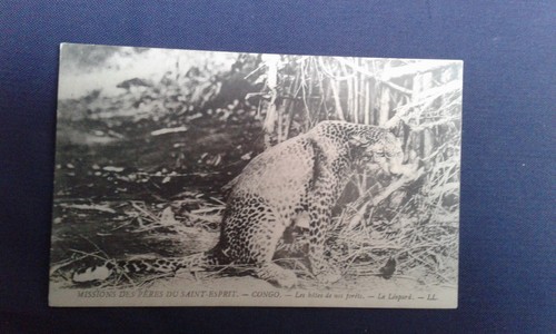 Carte postale ancienne congo - ancienne,