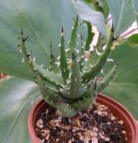 Aloe melanacantha cactus - melanacantha,