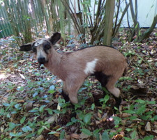 NEW Lamb Lamb Lamb Kid Baby Naturalized Taxidermy Curiosity No. A 5