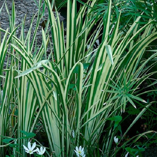 Acore odorant acorus calamus