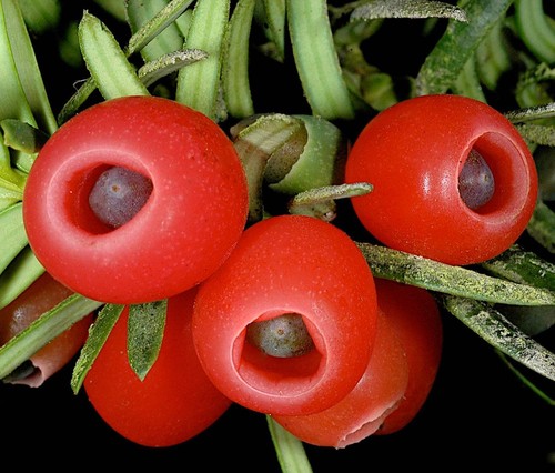 Taxus baccata commun - baccata,