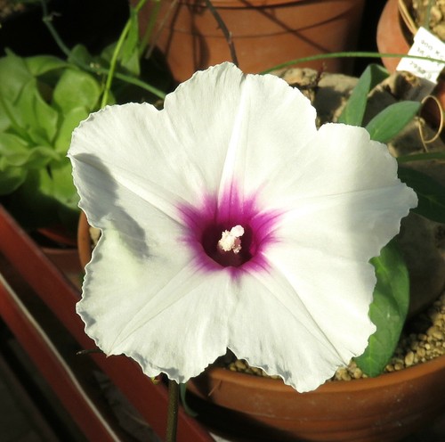 Ipomoea spec makambako - ipomoea, spec.