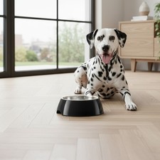 Gamelle chien & chat en