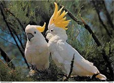 Animals - Birds - Yellow Hoofed Cockatoos - Sigean African Reserve - CPM -