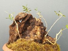 Bonsaï olivier 38 x 33 cm en