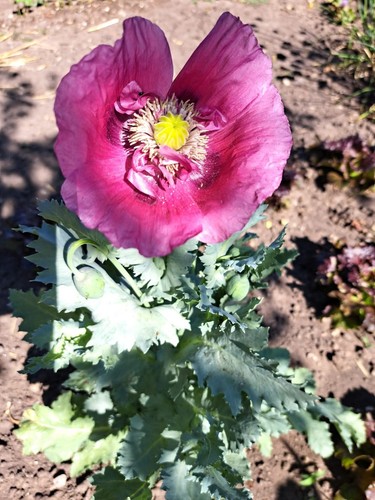 Graines pavot mauve - graines,