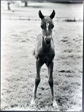 Photo De Presse Vintage