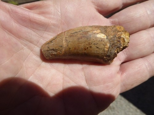 Dent fossilisee - fossilisee, de