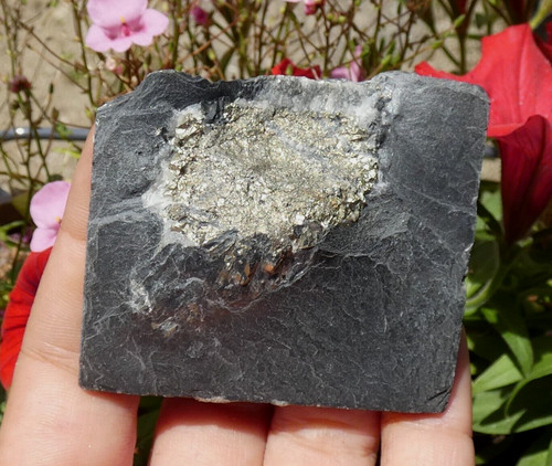 Pyrite dans ardoise - dans,