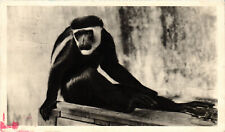 PC FRENCH EQUATORIAL AFRICA, MONGE DIT CAPUCIN, Vintage Postcard (b48536)